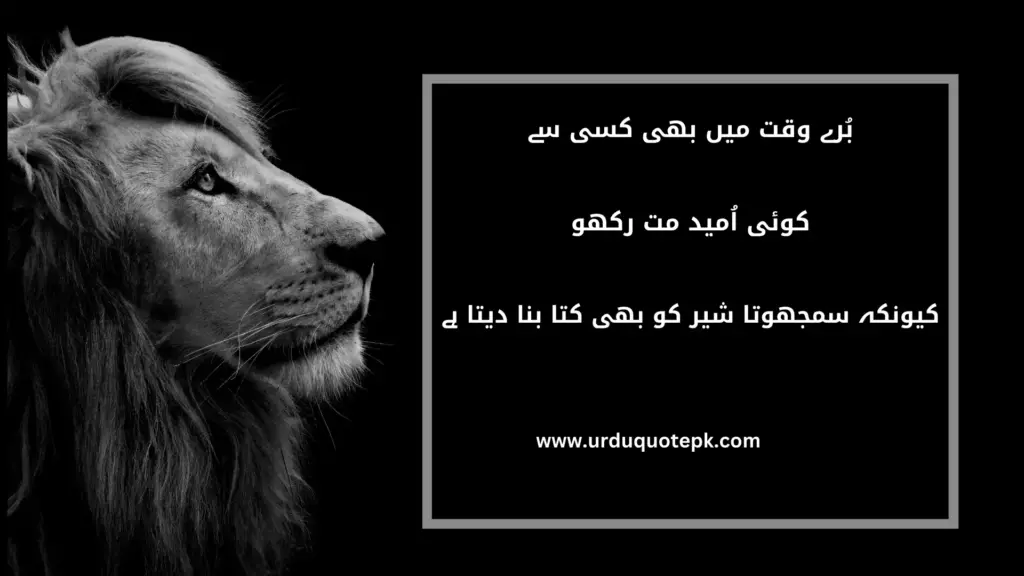 A Picture of lion with Motivational Quotes in Urdu|Hindi