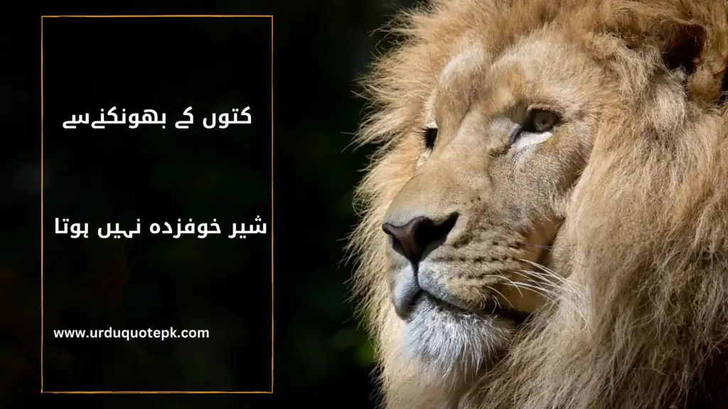 A Picture of a lion with Inspirational Urdu Quotes