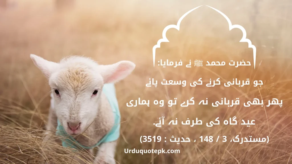 A Picture of goat with Eid Ul Adha Quotes In Urdu