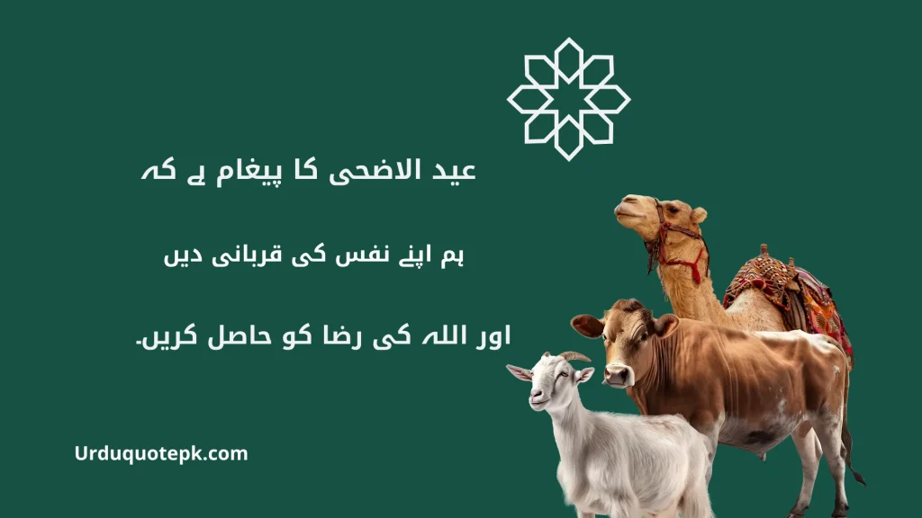 A Picture of Eid Ul Adha Animals with Eid Ul Adha Quotes In Urdu