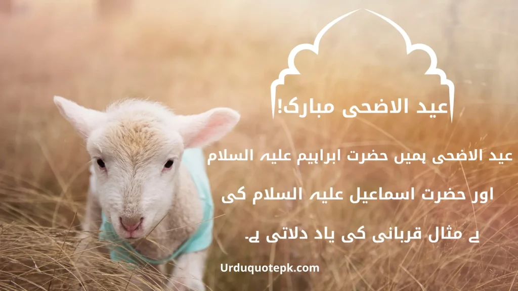 A Picture of goat with Eid Ul Adha Quotes In Urdu