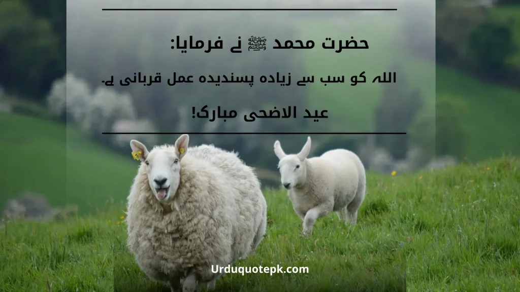 A Picture of two sheeps in grass with Eid Ul Adha Quotes in Urdu