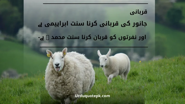 A Picture of two sheeps in grass with Eid Ul Adha Quotes in Urdu